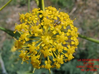 LA DIVERSIDAD 
ES UNA 
CARACTERÍSTICA 
DE LA VIDA 
 