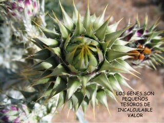 LOS GENES SON 
PEQUEÑOS 
TESOROS DE 
INCALCULABLE 
VALOR 
 
