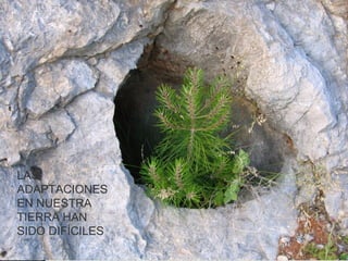 LAS 
ADAPTACIONES 
EN NUESTRA 
TIERRA HAN 
SIDO DIFÍCILES 
 