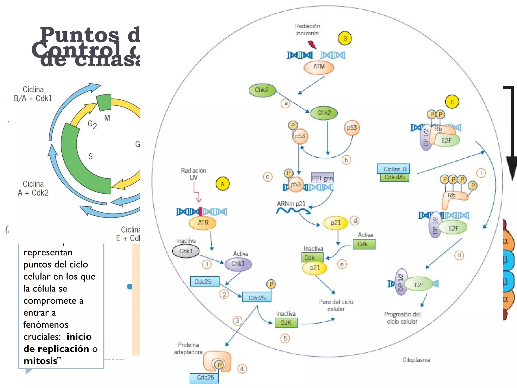 Mapa Mental Fases Y Puntos De Control Del Ciclo Celular Pdf Mitosis