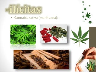 • -Cannabis sativa (marihuana): 
 