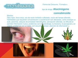 Forma de Consumo: Fumada o 
consumida. 
tipo de droga: Alucinógeno 
cannabinoide 
Efectos: 
Ojos rojos, boca seca, uso de razón limitado o afectado, razón del tiempo alterado, 
habilidades que requieren concentración o coordinación son afectadas, como manejar un 
auto; paranoia, ataques de ansiedad intensificados, percepción alterada, se dificulta el 
asimilar información nueva, problemas con el aprendizaje, la memoria, la percepción y el 
criterio, problemas con el habla, con escuchar, pensar, atención de información y 
resolución de problemas. 
 