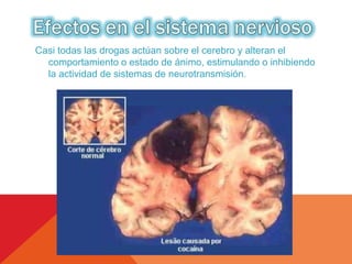 Casi todas las drogas actúan sobre el cerebro y alteran el 
comportamiento o estado de ánimo, estimulando o inhibiendo 
la actividad de sistemas de neurotransmisión. 
 