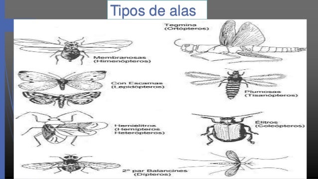 Los insectos