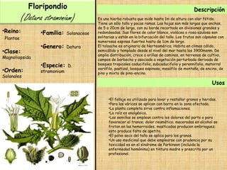 Floripondio 
(Datura stramonium ) 
•Reino: 
Plantae 
•Clase: 
Magnoliopsida 
•Orden: 
Solanales 
•Familia: Solanaceae 
•Genero: Datura 
•Especie: D. 
stramonium 
Descripción 
Es una hierba robusta que mide hasta 1m de altura con olor fétido. 
Tiene un sólo tallo y pocas ramas. Las hojas son más largas que anchas, 
de 5 a 20cm de largo, con su borde recortado en divisiones grandes y 
redondeadas. Sus flores de color blanco, violácea o rosa-azulosa son 
solitarias y están en la bifurcación del tallo. Los frutos son cápsulas con 
numerosas espinas fuertes hasta de 1cm de largo. 
El toloache es originario de Norteamérica. Habita en climas cálido, 
semicálido y templado desde el nivel del mar hasta los 3900msnm. De 
amplia distribución, crece a orillas de caminos, en terrenos de cultivo, 
campos de barbecho y asociada a vegetación perturbada derivada de 
bosques tropicales caducifolio, subcaducifolio y perennifolio, matorral 
xerófilo, pastizal, bosques espinoso, mesófilo de montaña, de encino, de 
pino y mixto de pino-encino. 
Usos 
•El follaje es utilizado para lavar y restallar granos y heridas. 
•Para las várices se aplican con barro en la zona afectada. 
•La planta completa sirve contra inflamaciones. 
•La raíz es analgésica. 
•Las semillas se emplean contra los dolores del parto o para 
favorecer el trance; dolor reumático; maceradas en alcohol se 
frotan en las hemorroides, masticadas producen embriaguez; 
esto produce falta de apetito. 
•El polvo seco del tallo se aplica para los granos. 
•Un uso medicinal que debe emplearse con prudencia por su 
toxicidad es en el síndrome de Parkinson (incluida la 
enfermedad homónima) en tintura madre y prescrita por un 
profesional. 
 