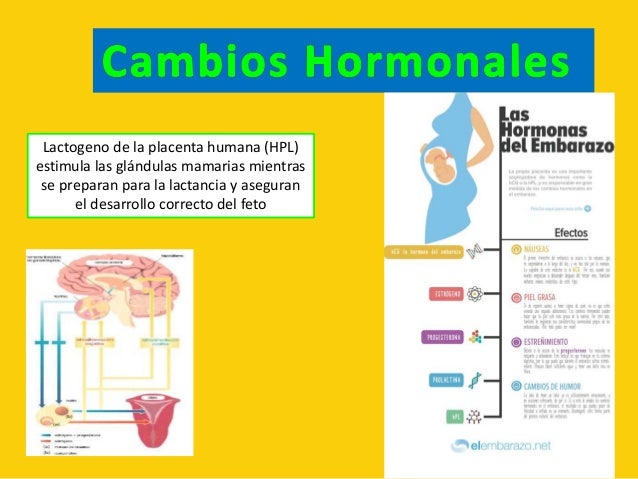 El adelgazamiento en de hortalizas la ensalada