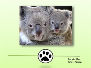 Darwin Silva
Puyo - Pastaza
 