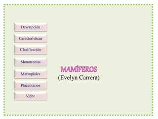 Descripción
Características
Clasificación
Monotremas
Marsupiales
Placentarios
Video
(Evelyn Carrera)
 