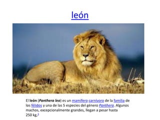 león
El león (Panthera leo) es un mamífero carnívoro de la familia de
los félidos y una de las 5 especies del género Panthera. Algunos
machos, excepcionalmente grandes, llegan a pesar hasta
250 kg,3