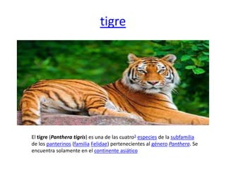 tigre
El tigre (Panthera tigris) es una de las cuatro3 especies de la subfamilia
de los panterinos (familia Felidae) pertenecientes al género Panthera. Se
encuentra solamente en el continente asiático