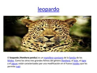leopardo
El leopardo (Panthera pardus) es un mamífero carnívoro de la familia de los
félidos. Como los otros tres grandes felinos del género Panthera, el león, el tigre
y el jaguar, están caracterizados por una modificación en el hueso hioides que les
permite rugir