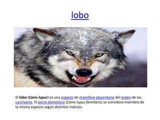 lobo
El lobo (Canis lupus) es una especie de mamífero placentario del orden de los
carnívoros. El perro doméstico (Canis lupus familiaris) se considera miembro de
la misma especie según distintos indicios
