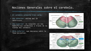 Nociones Generales sobre el cerebelo.
▪ El cerebelo presenta tres caras:
▪ Una anterior: encima del IV
ventrículo.
▪ Una superior: en relación con los
hemisferios cerebrales a través de la
tienda del cerebelo.
▪ Otra inferior: que descansa sobre la
fosa occipital.
 