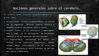 Nociones generales sobre el cerebelo.
El cerebelo puede dividirse filogenéticamente en 3
grandes áreas:
 cerebelo medio, vermiano o paleocerebelo: se vincula
con la regulación postural corporal estática y
dinámica, y con el equilibrio axial o troncal.
 Cerebelo lateral, de los hemisferios o neocerebelo:
está a cargo de la coordinación de movimientos
complejos y de la regulación del tono muscular.
 El arquicerebelo, representado por Nódulo, los
floculos y sus conexiones pedunculares. También
llamado lóbulo floculonodular, es la parte más
antigua y representa el centro funcional de las vías
del control y equilibrio.
 