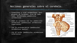 ▪ Conexiones y vías cerebelosas: Seis
gruesos de cordones, tres de cada
lado, denominados pedúnculos
cerebelosos
▪ Unen al cerebelo con los pedúnculos
cerebrales (pedúnculos cerebelosos
superiores)
▪ Con la protuberancia (pedúnculos
cerebelosos medios)
▪ Con el bulbo (pedúnculos cerebelosos
inferiores)
Nociones generales sobre el cerebelo.
 