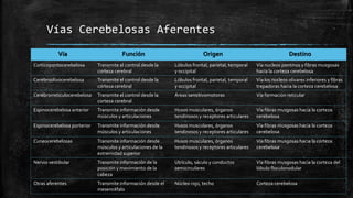 Vías Cerebelosas Aferentes
Vía Función Origen Destino
Corticopontocerebelosa Transmite el control desde la
corteza cerebral
Lóbulos frontal, parietal, temporal
y occipital
Vía nucleos pontinos y fibras musgosas
hacia la corteza cerebelosa
Cerebroolivocerebelosa Transmite el control desde la
corteza cerebral
Lóbulos frontal, parietal, temporal
y occipital
Vía los nucleos olivares inferiores y fibras
trepadoras hacia la corteza cerebelosa
Cerebrorreticulocerebelosa Transmite el control desde la
corteza cerebral
Áreas sensitivomotoras Vía formación reticular
Espinocerebelosa anterior Transmite información desde
músculos y articulaciones
Husos musculares, órganos
tendinosos y receptores articulares
Vía fibras musgosas hacia la corteza
cerebelosa
Espinocerebelosa porterior Transmite información desde
músculos y articulaciones
Husos musculares, órganos
tendinosos y receptores articulares
Vía fibras musgosas hacia la corteza
cerebelosa
Cuneocerebelosas Transmite información desde
músculos y articulaciones de la
extremidad superior
Husos musculares, órganos
tendinosos y receptores articulares
Vía fibras musgosas hacia la corteza
cerebelosa
Nervio vestibular Transmite información de la
posición y movimiento de la
cabeza
Utrículo, sáculo y conductos
semicirculares
Vía fibras musgosas hacia la corteza del
lóbulo floculonodular
Otras aferentes Transmite información desde el
mesencéfalo
Núcleo rojo, techo Corteza cerebelosa
 