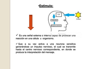 •Estímulo:
 Es una señal externa o interna capaz de provocar una
reacción en una célula u organismo.
 Que a su vez activa a una neurona sensitiva
generándose un impulso nervioso, el cual se transmite
hasta el centro nervioso correspondiente, en donde se
produce la interpretación del mensaje.
 