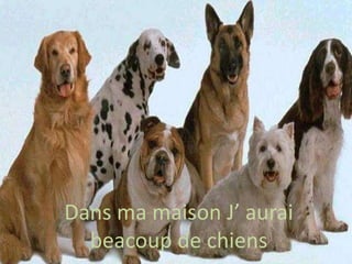 Dans ma maison J’ aurai
beacoup de chiens