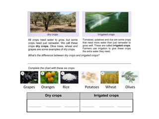 All crops need water to grow, but some
crops need just rainwater. We call these
crops dry crops. Olive trees, wheat and
grapes are some examples of dry crops.
Tomatoes, potatoes and rice are some crops
that need more water than just rainwater to
grow well. These are called irrigated crops.
Farmers use irrigation to give these crops
the extra water they need.
What’s the difference between dry crops and irrigated crops?
Complete the chart with these six crops.
Grapes Oranges Rice Potatoes Wheat Olives
Dry crops Irrigated crops
_____________ _______________ ______________ _____________ _______________ ______________
 