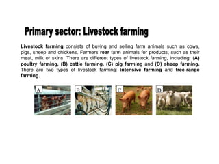 Livestock farming consists of buying and selling farm animals such as cows,
pigs, sheep and chickens. Farmers rear farm animals for products, such as their
meat, milk or skins. There are different types of livestock farming, including: (A)
poultry farming, (B) cattle farming, (C) pig farming and (D) sheep farming.
There are two types of livestock farming: intensive farming and free-range
farming.
A B C D
 
