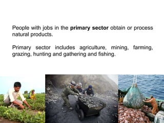 People with jobs in the primary sector obtain or process
natural products.
Primary sector includes agriculture, mining, farming,
grazing, hunting and gathering and fishing.
 