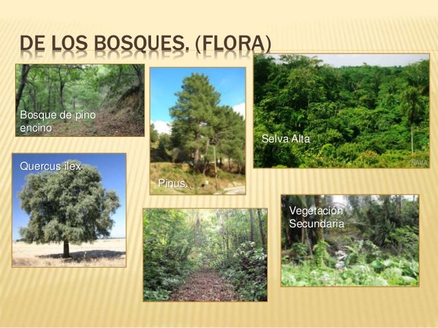 Regiones Frailesca y de Los Bosques del Estado de CHIAPAS.