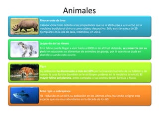 Animales
Rinoceronte de Java
Cazado sobre todo debido a las propiedades que se le atribuyen a su cuerno en la
medicina tradicional china y como objeto decorativo. Sólo existían cerca de 29
ejemplares en la isla de Java, Indonesia, en 2012.
Leopardo de las nieves
Este felino puede llegar a vivir hasta a 6000 m de altitud. Además, se comercia con su
piel y en ocasiones se alimentan de animales de granja, por lo que no se duda en
abatirles cuando esto ocurre.
Tigre
Su población ha disminuido a más del 60% por la invasión humana de su hábitat y, de
nuevo, la caza furtiva (también se le atribuyen poderes en la medicina oriental). El
mayor felino del planeta, antes campaba a sus anchas desde Turquía a Rusia.
Atún rojo La sobrepesca
Ha reducido en un 85% su población en los últimos años, haciendo peligrar esta
especie que era muy abundante en la década de los 60.
 