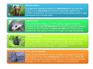 Elefante asiático
En peligro principalmente debido a la deforestación de las zonas que
ocupan, y a su caza furtiva para obtener el preciado marfil de sus
colmillos. Actualmente el comercio de marfil está prohibido, pero se sigue
practicando en el mercado negro.
Vaquita marina
Vive en el Golfo de México, y en 2012 diversas organizaciones han
contabilizado tan sólo 200 ejemplares de esta bella y pequeña marsopa.
Su hábitat es muy reducido, y la pesca con redes está fomentando su
desaparición. Esta especie, no existe en ningún otro lugar del planeta.
Gorila de montaña
La desaparición de su hábitat por las madereras y, sobre todo, una vez
más, la caza furtiva. En el Parque Nacional Virunga, donde hay más
ejemplares, se ha asesinado a más de 190 guardas forestales, lo que
denota la gran lucha existente para su conservación.
Delfín del rio Irrawaddy
Muere porque asciende en nivel de salinidad en las aguas, por la poca
supervivencia de las crías,contaminación en la zona y por la forma de
pesca utilizada para el recientemente famoso y comercializado pescado
de panga. En 2011, únicamente se contabilizaron 85 ejemplares.
 