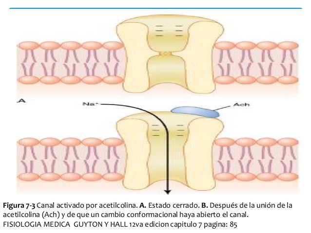 Resultado de imagen para canal activado por acetilcolina