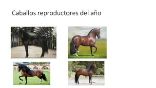 Caballos reproductores del año
 
