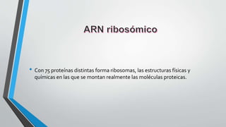 • Con 75 proteínas distintas forma ribosomas, las estructuras físicas y
químicas en las que se montan realmente las moléculas proteicas.
 