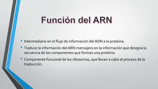 • Intermediario en el flujo de información del ADN a la proteína.
• Traduce la información del ARN mensajero en la información que designa la
secuencia de los componentes que forman una proteína.
• Componente funcional de los ribosomas, que llevan a cabo el proceso de la
traducción.
 