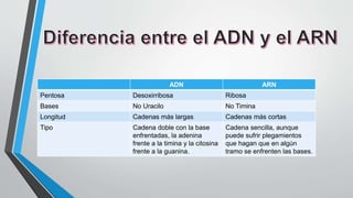 ADN ARN
Pentosa Desoxirribosa Ribosa
Bases No Uracilo No Timina
Longitud Cadenas más largas Cadenas más cortas
Tipo Cadena doble con la base
enfrentadas, la adenina
frente a la timina y la citosina
frente a la guanina.
Cadena sencilla, aunque
puede sufrir plegamientos
que hagan que en algún
tramo se enfrenten las bases.
 