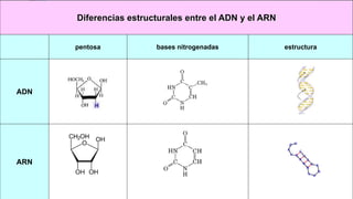 Diferencias estructurales entre el ADN y el ARN
pentosa bases nitrogenadas estructura
ADN
ARN
 