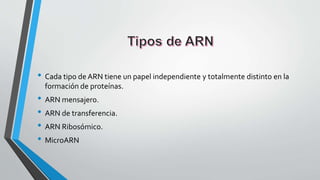 • Cada tipo de ARN tiene un papel independiente y totalmente distinto en la
formación de proteínas.
• ARN mensajero.
• ARN de transferencia.
• ARN Ribosómico.
• MicroARN
 