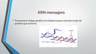 • Transporta el código genético al citoplasma para controlar el tipo de
proteína que se forma.
 
