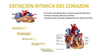 El corazón está dotado de un sistema especializado para:
-Generar impulsos eléctricos rítmicos
-Conducir estos estímulos rápidamente por todo el corazón
 