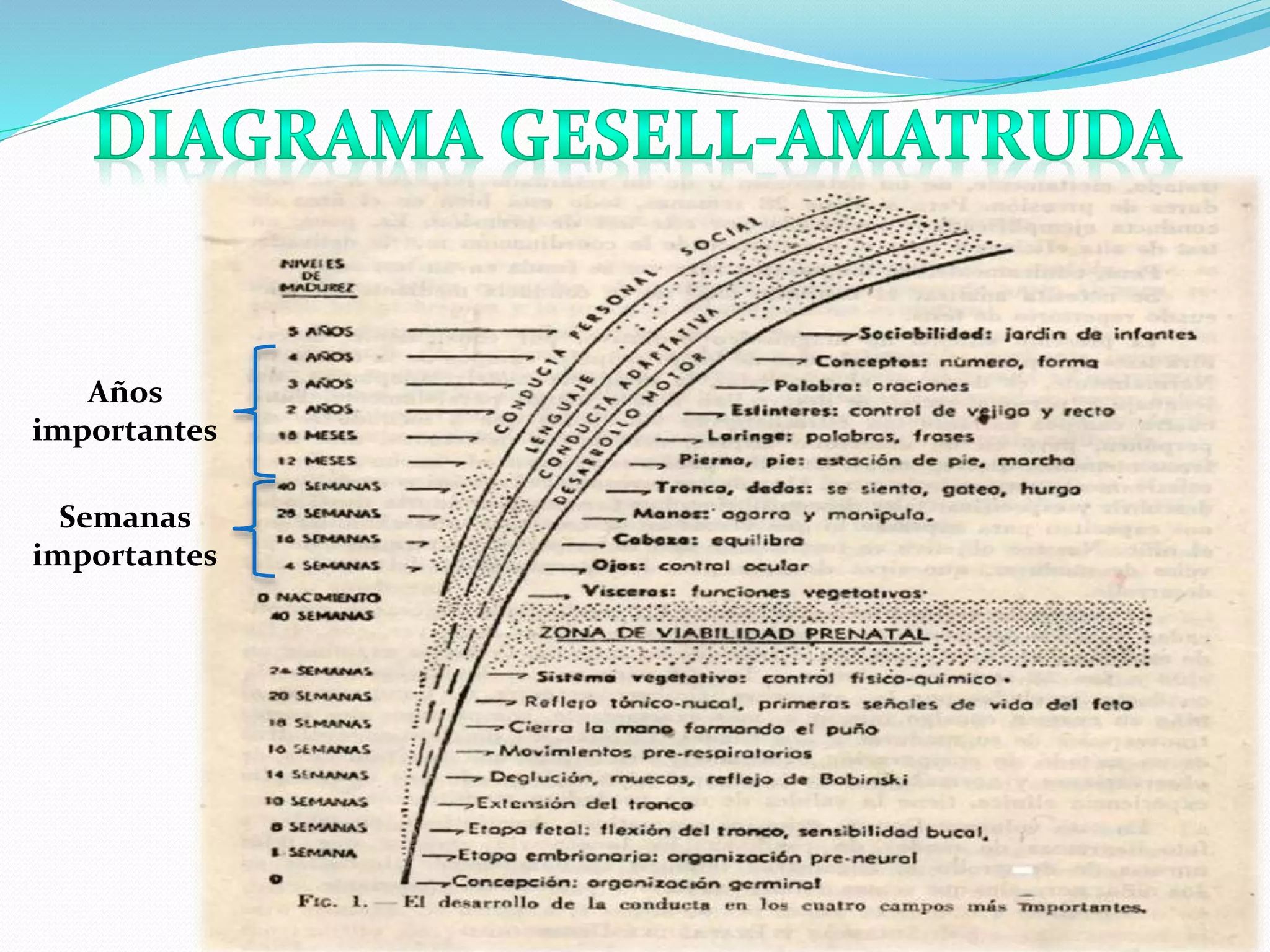 Teoria del desarrollo de Arnold Gesell | PPT