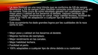 • La raza Simbrah es una raza híbrida que se conforma de 5/8 de sangre
Simmental y 3/8 de sangre Cebú (también conocida como Brahman), de ahí
su nombre. Este cruce da como resultado ganado con cualidades como
mejor peso y calidad en los becerros al destete, mejores hembras de
reemplazo, mejor rendimiento en canal, mejor calidad lechera, facilidad de
parto y un 100% de adaptación a cualquier tipo de clima debido a su
rusticidad.
• Este cruzamiento ha dado grandes logros por las cualidades de la raza
como lo son:
• Mejor peso y calidad en los becerros al destete.
• Mejores hembras de reemplazo.
• Mejor rendimiento en las canales.
• Mejor habilidad lechera.
• Facilidad al parto.
• 100% adaptables a cualquier tipo de clima debido a su rusticidad.
 