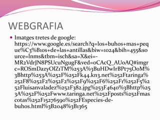 WEBGRAFIA
 Imatges tretes de google:
https://www.google.es/search?q=los+buhos+mas+peq
ue%C3%B1os+de+las+antillas&biw=1024&bih=455&so
urce=lnms&tbm=isch&sa=X&ei=-
MR2VdrJN8PSUcuNgugF&ved=0CAcQ_AUoAQ#imgr
c=ROSmDazyOlZ1TM%253A%3BuHDwIrBPt75OoM%
3Bhttp%253A%252F%252Fk44.kn3.net%252Ftaringa%
252F8%252F2%252F2%252F9%252F6%252F1%252F5%2
52Fluisanvaladez%252F382.jpg%253F4640%3Bhttp%25
3A%252F%252Fwww.taringa.net%252Fposts%252Fmas
cotas%252F15276590%252FEspecies-de-
buhos.html%3B2048%3B1365
 