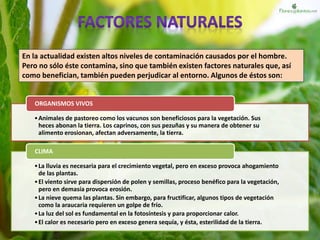 En la actualidad existen altos niveles de contaminación causados por el hombre.
Pero no sólo éste contamina, sino que también existen factores naturales que, así
como benefician, también pueden perjudicar al entorno. Algunos de éstos son:
•Animales de pastoreo como los vacunos son beneficiosos para la vegetación. Sus
heces abonan la tierra. Los caprinos, con sus pezuñas y su manera de obtener su
alimento erosionan, afectan adversamente, la tierra.
ORGANISMOS VIVOS
•La lluvia es necesaria para el crecimiento vegetal, pero en exceso provoca ahogamiento
de las plantas.
•El viento sirve para dispersión de polen y semillas, proceso benéfico para la vegetación,
pero en demasía provoca erosión.
•La nieve quema las plantas. Sin embargo, para fructificar, algunos tipos de vegetación
como la araucaria requieren un golpe de frío.
•La luz del sol es fundamental en la fotosíntesis y para proporcionar calor.
•El calor es necesario pero en exceso genera sequía, y ésta, esterilidad de la tierra.
CLIMA
 
