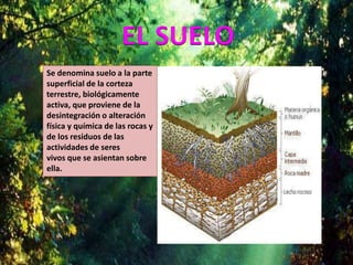 EL SUELO
Se denomina suelo a la parte
superficial de la corteza
terrestre, biológicamente
activa, que proviene de la
desintegración o alteración
física y química de las rocas y
de los residuos de las
actividades de seres
vivos que se asientan sobre
ella.
 