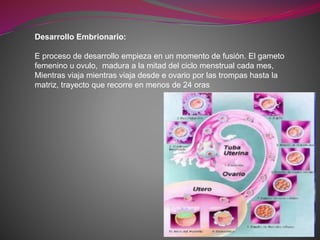 Desarrollo Embrionario:
E proceso de desarrollo empieza en un momento de fusión. El gameto
femenino u ovulo, madura a la mitad del ciclo menstrual cada mes,
Mientras viaja mientras viaja desde e ovario por las trompas hasta la
matriz, trayecto que recorre en menos de 24 oras
 