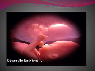 Desarrollo Embrionario
 