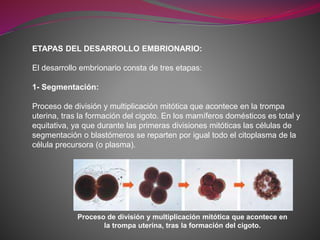 ETAPAS DEL DESARROLLO EMBRIONARIO:
El desarrollo embrionario consta de tres etapas:
1- Segmentación:
Proceso de división y multiplicación mitótica que acontece en la trompa
uterina, tras la formación del cigoto. En los mamíferos domésticos es total y
equitativa, ya que durante las primeras divisiones mitóticas las células de
segmentación o blastómeros se reparten por igual todo el citoplasma de la
célula precursora (o plasma).
Proceso de división y multiplicación mitótica que acontece en
la trompa uterina, tras la formación del cigoto.
 