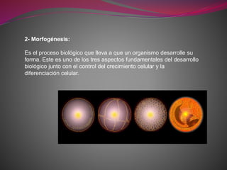 2- Morfogénesis:
Es el proceso biológico que lleva a que un organismo desarrolle su
forma. Este es uno de los tres aspectos fundamentales del desarrollo
biológico junto con el control del crecimiento celular y la
diferenciación celular.
 