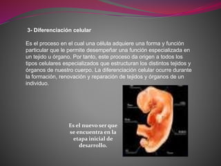 3- Diferenciación celular
Es el proceso en el cual una célula adquiere una forma y función
particular que le permite desempeñar una función especializada en
un tejido u órgano. Por tanto, este proceso da origen a todos los
tipos celulares especializados que estructuran los distintos tejidos y
órganos de nuestro cuerpo. La diferenciación celular ocurre durante
la formación, renovación y reparación de tejidos y órganos de un
individuo.
Es el nuevo ser que
se encuentra en la
etapa inicial de
desarrollo.
 