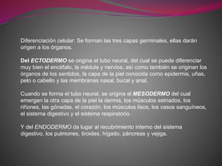 Diferenciación celular: Se forman las tres capas germinales, ellas darán
origen a los órganos.
Del ECTODERMO se origina el tubo neural, del cual se puede diferenciar
muy bien el encéfalo, la médula y nervios; así como también se originan los
órganos de los sentidos, la capa de la piel conocida como epidermis, uñas,
pelo o cabello y las membranas nasal, bucal y anal.
Cuando se forma el tubo neural, se origina el MESODERMO del cual
emergen la otra capa de la piel la dermis, los músculos estriados, los
riñones, las gónadas, el corazón, los músculos lisos, los vasos sanguíneos,
el sistema digestivo y el sistema respiratorio.
Y del ENDODERMO da lugar al recubrimiento interno del sistema
digestivo, los pulmones, tiroides, hígado, páncreas y vejiga.
 