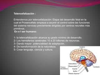 Telencefalizaciòn :
Entendemos por telencefalización: Etapa del desarrollo fetal en la
cual el Prosencéfalo empieza a asumir el control sobre las funciones
del sistema nervioso previamente dirigidas por centros neurales más
primitivos.
En e l ser humano:
1- la telencefalizaciòn alcanza su grado mínimo de desarrollo.
2- Los hemisferios cerebrales 10 a 20 billones de neuronas.
3- Dando mayor potencialidad de adaptación.
4- De transformación de la naturaleza.
5- Crear lenguaje, ciencia y cultura.
 