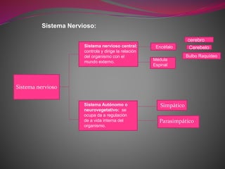Sistema Nervioso:
Sistema nervioso
Sistema nervioso central:
controla y dirige la relación
del organismo con el
mundo externo.
Sistema Autónomo o
neurovegetativo: se
ocupa da a regulación
de a vida interna del
organismo.
Encéfalo Cerebelo
Bulbo Raquídeo
cerebro
Médula
Espinal
Simpático
Parasimpático
 